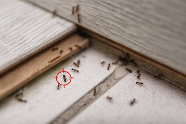Best Rodent Control Near Me  in Wolf Lake, MI