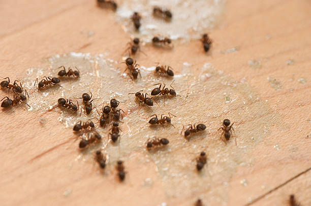 Best Wasp Removal Services  in Wolf Lake, MI
