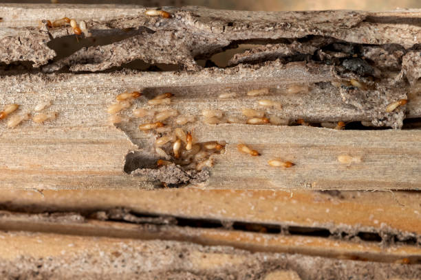 Wolf Lake, MI Pest Control Company